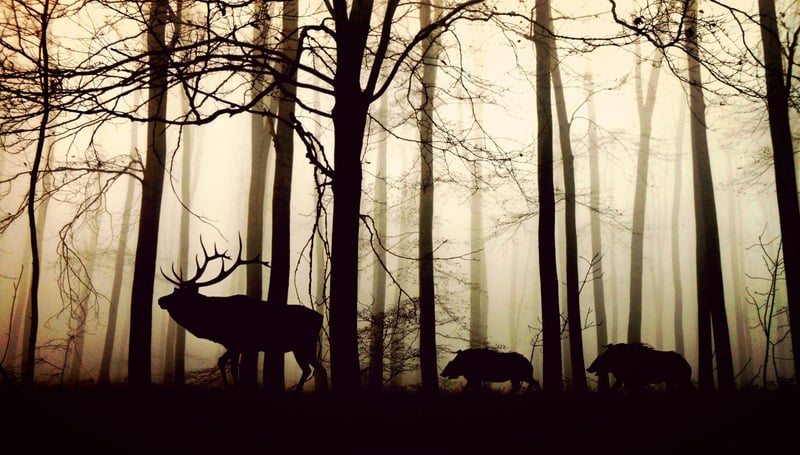 Silent Stories